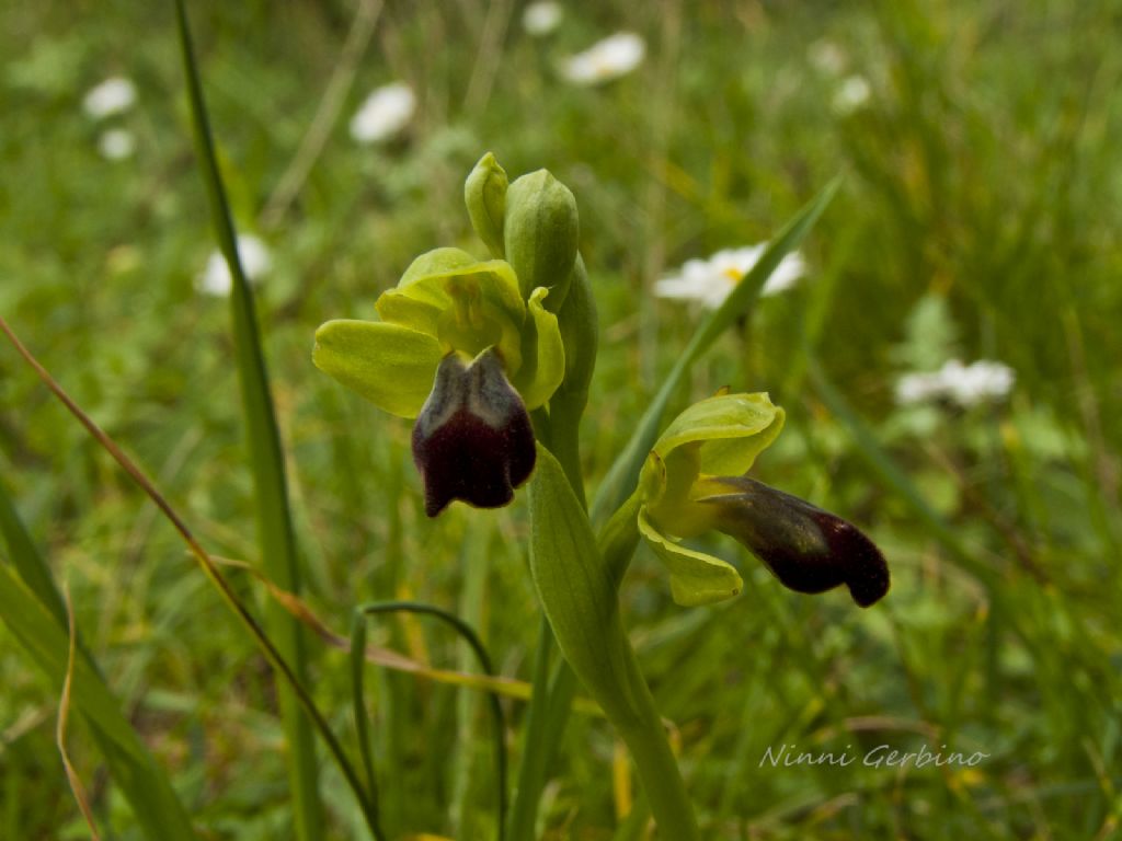 Ophrys